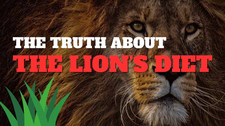 The-Truth-about-Lions.jpg