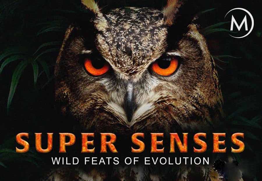 Animals-Super-Senses.jpg