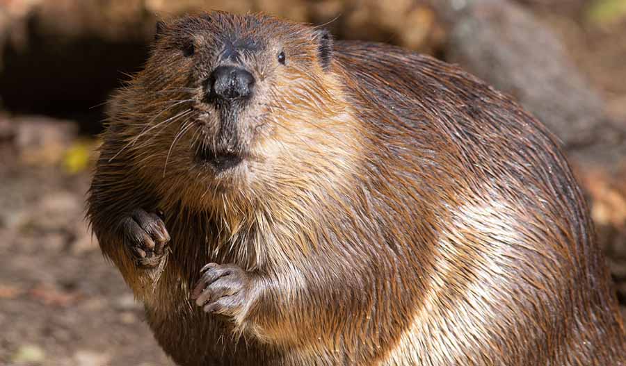 Beavers.jpg