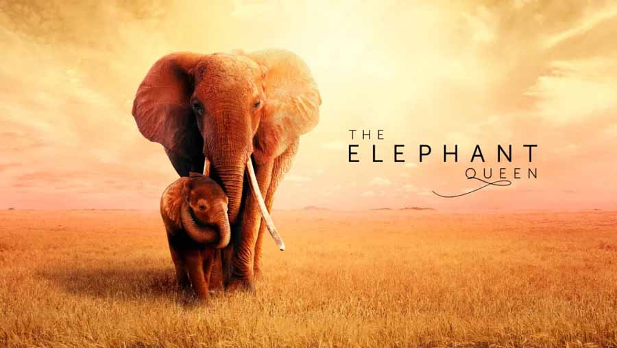 The-Elephant-Queen.jpg