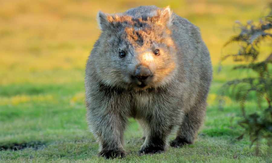 Wombat.jpg
