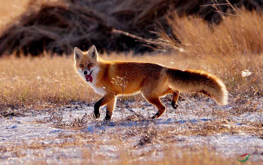 Red-Fox.jpg