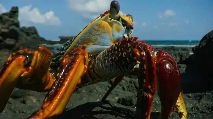 Sally-Lightfoot-Crab.jpg