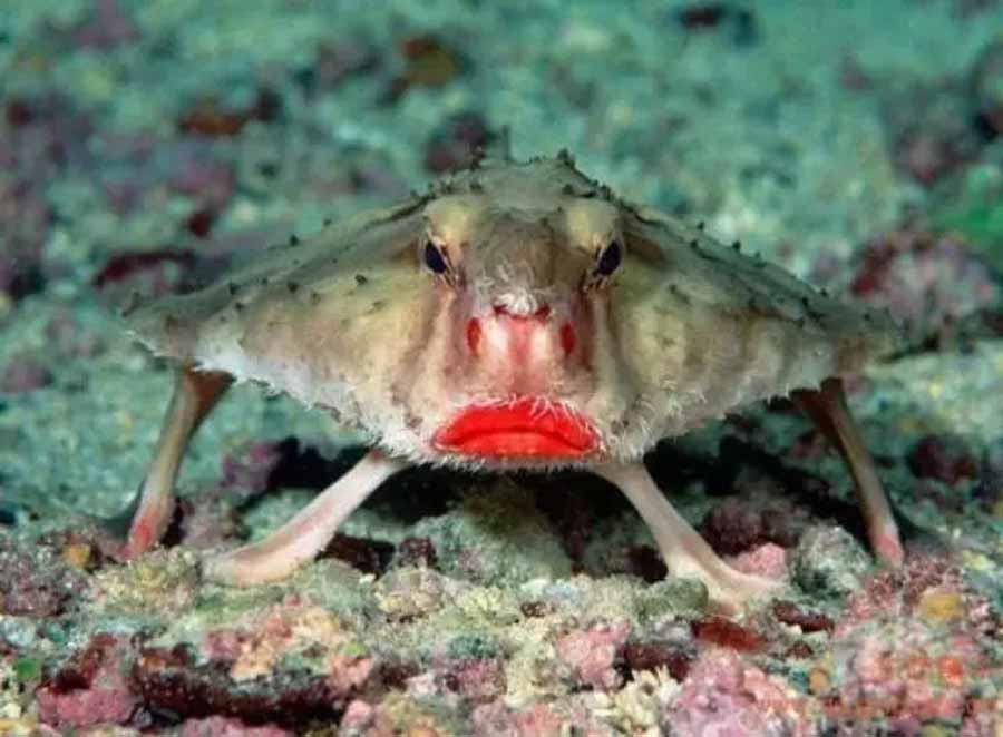 Batfish.jpg