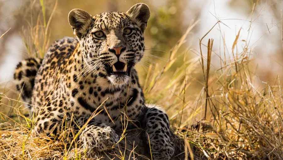 Leopard-Kingdom.jpg