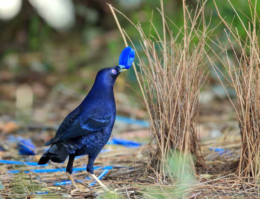 Bowerbirds.jpg