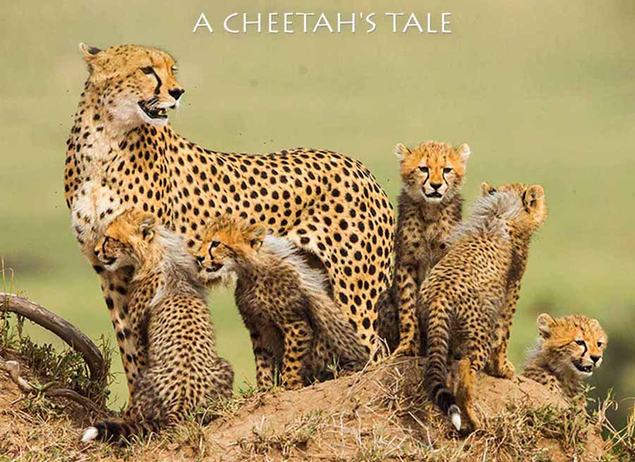 The-Incredible-Five-A-Cheetahs-Tale.jpg