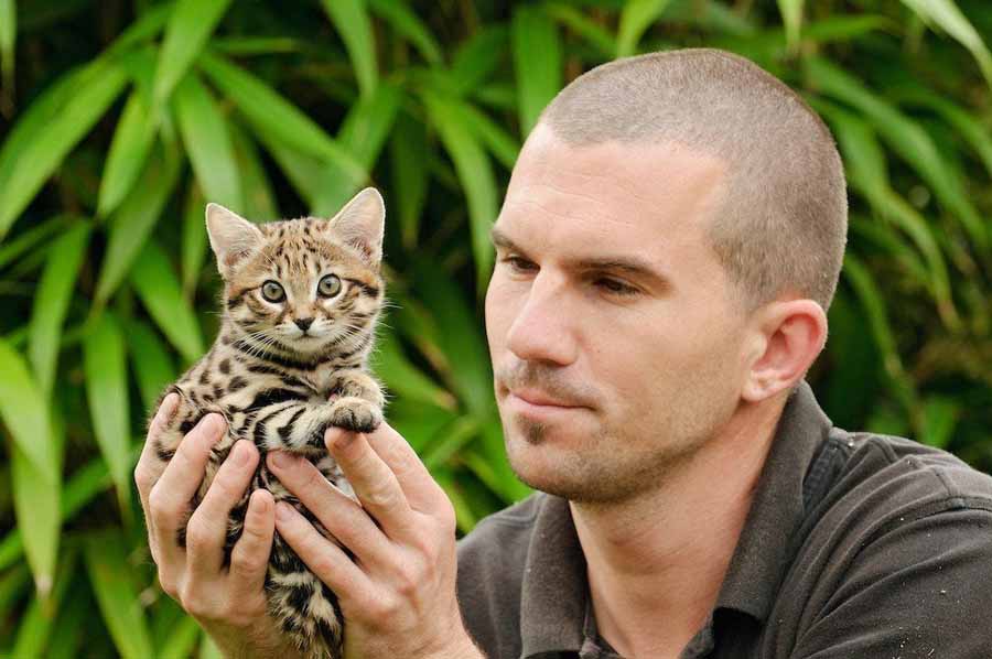 Rusty-spotted-Cat.jpg