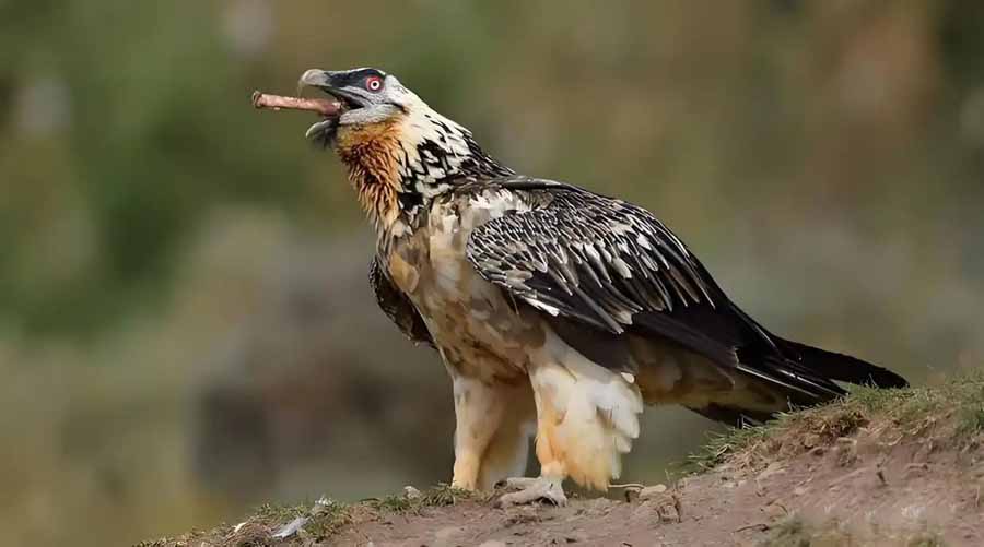 Bearded-Vulture.jpg
