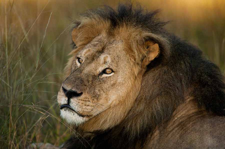 Cecil-The-Legacy-of-a-King.jpg