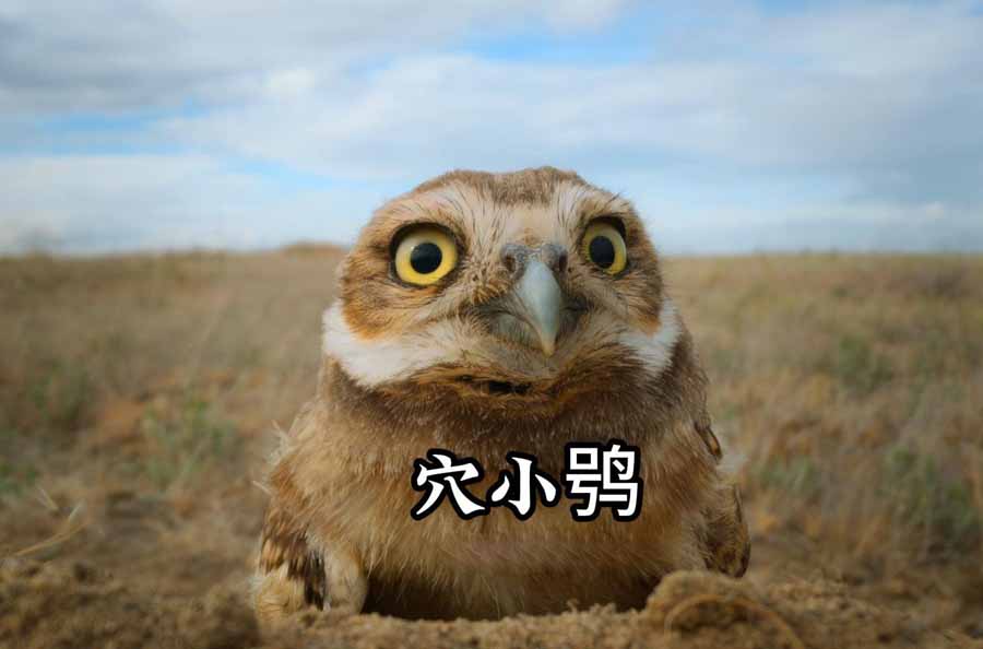 xuexiaoxiao.jpg