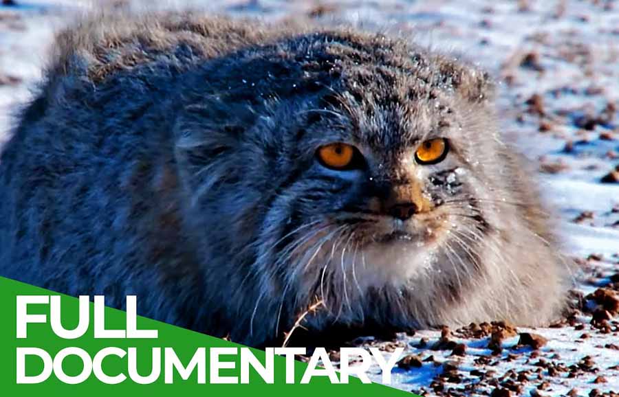 Wildlife-Instincts-Pallass-Cat.jpg