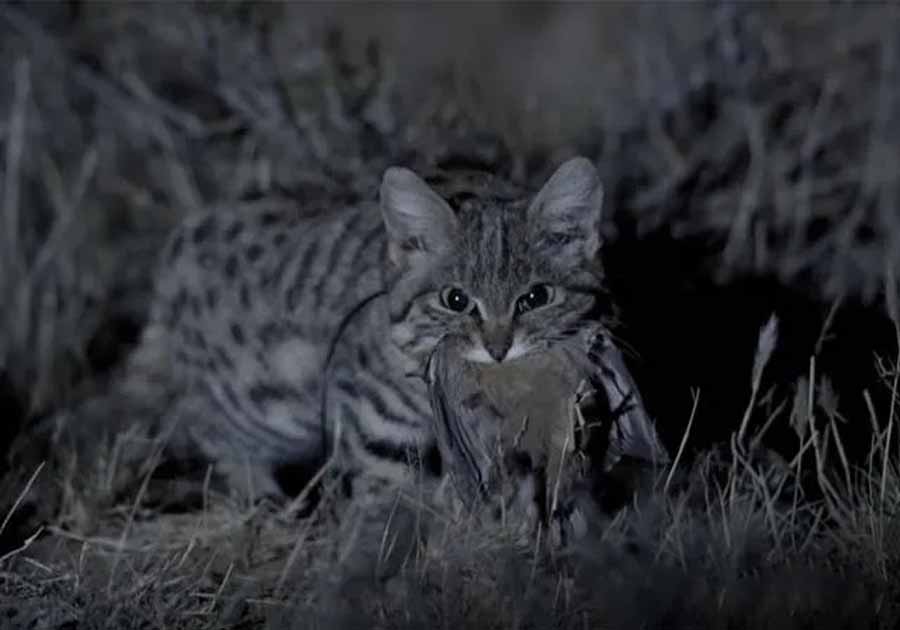 Black-footed-Cat.jpg
