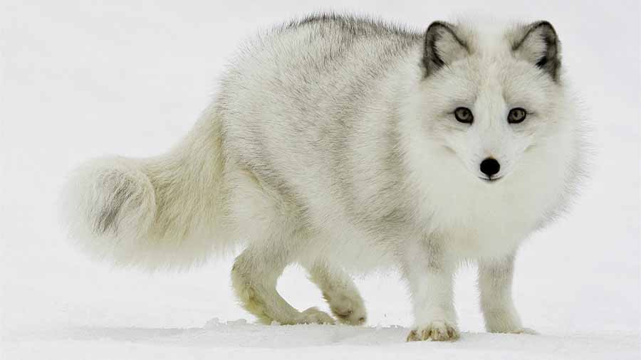 Arctic-Fox.jpg
