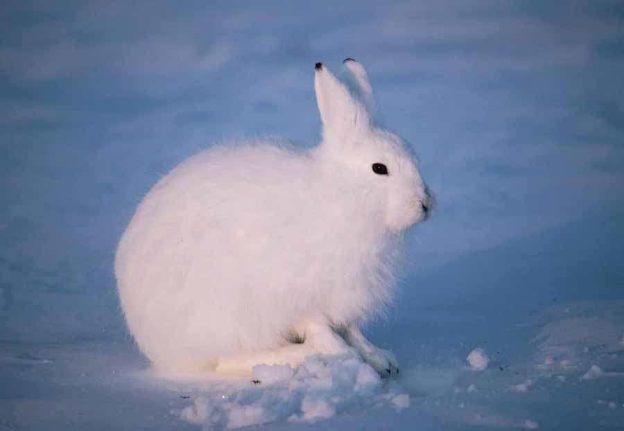 Lepus-arcticus.jpg