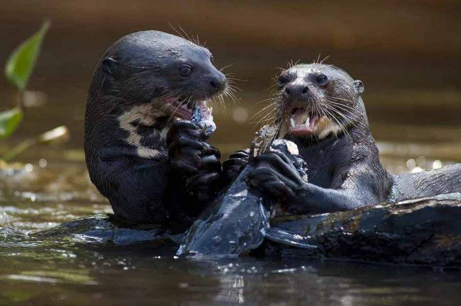 River-Otter.jpg