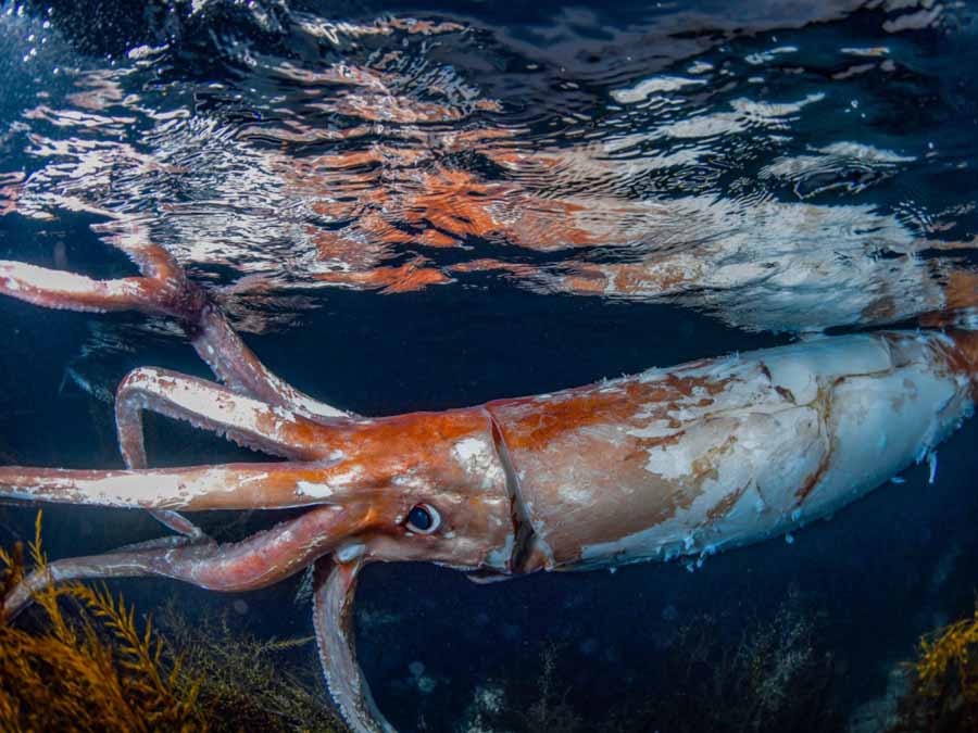 Giant-Squid.jpg