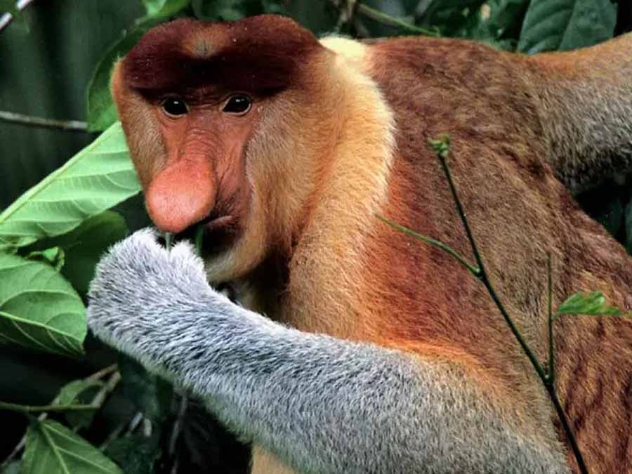 Proboscis-monkey.jpg
