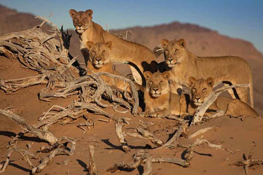 Desert-Warriors-Lions-of-the-Namib.jpg