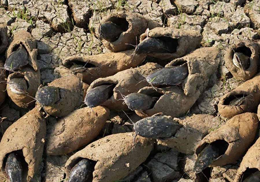 lungfish.jpg