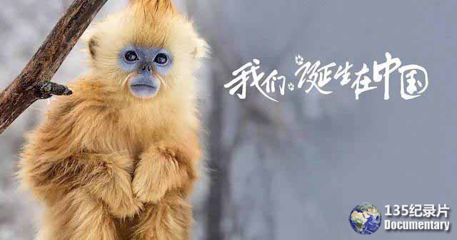 Born-in-China071.jpg