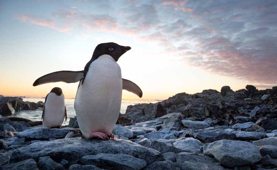 Penguins-2019.jpg