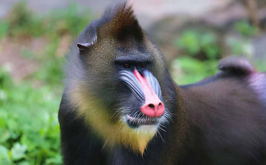 Mandrillus-sphinx.jpg