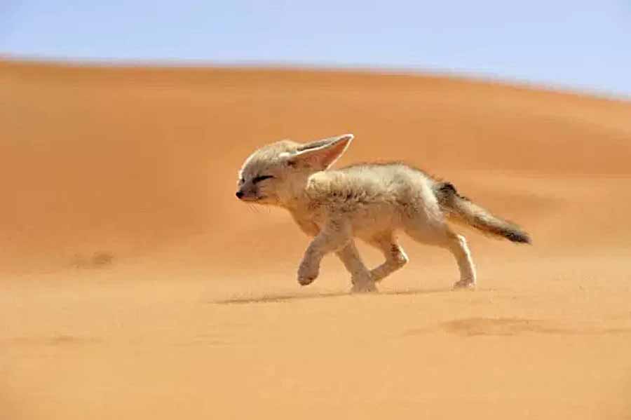 Fennec-Fox.jpg
