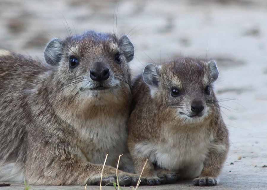 The-Dassie.jpg