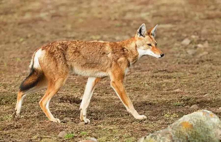 Ethiopian-Wolf.jpg