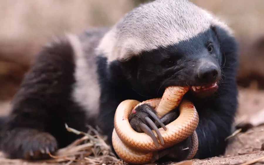 Honey-Badger.jpg