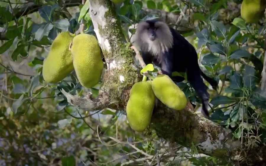 Monkeys-eat-jackfruit.jpg