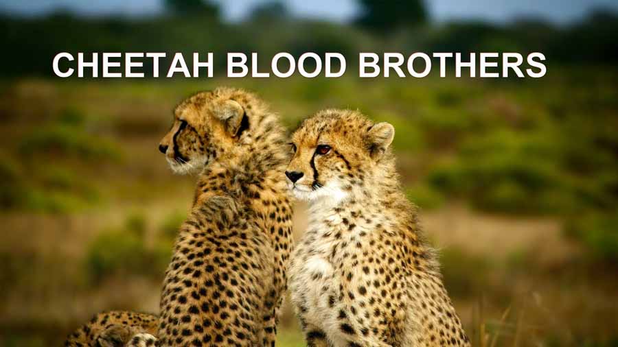 Cheetah-Blood-Brothers.jpg
