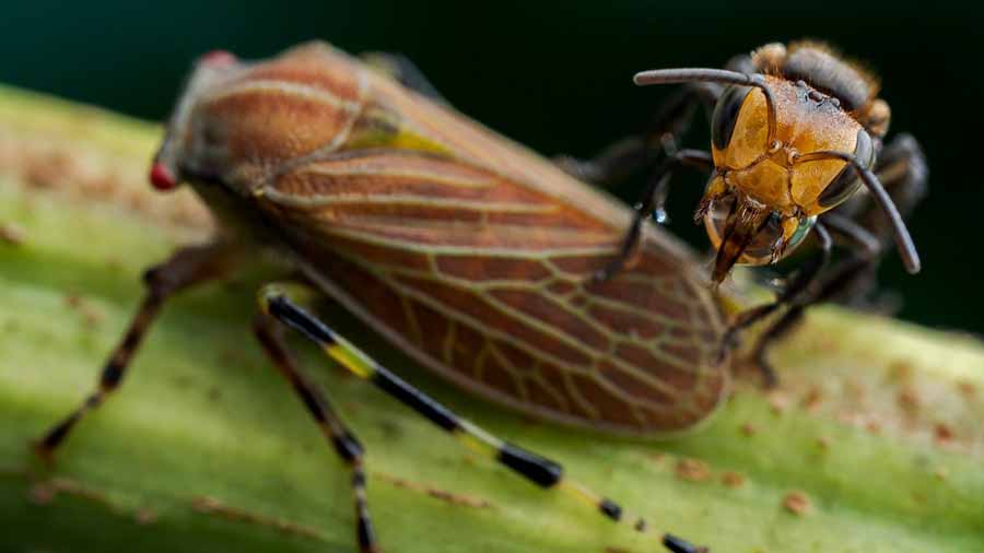 Planet-Insect.jpg
