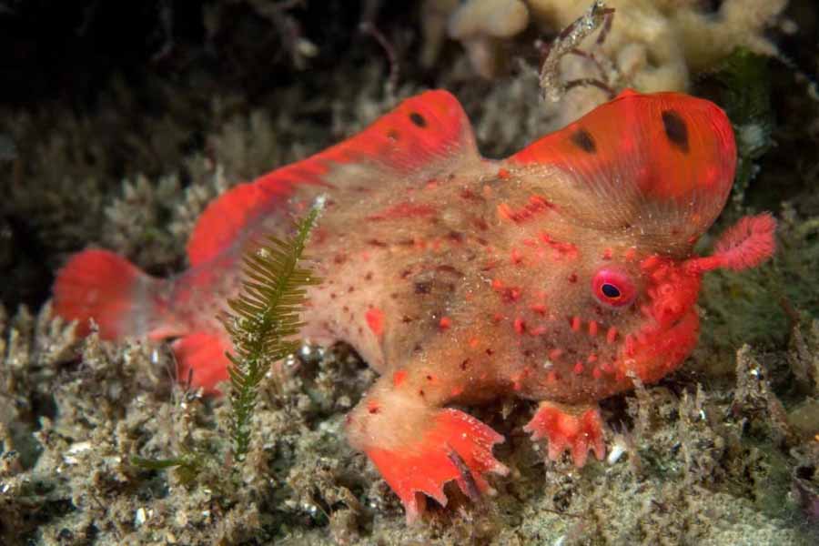 frogfish.jpg