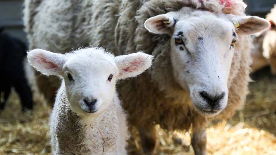 Secret-Life-of-Farm-Animals.jpg