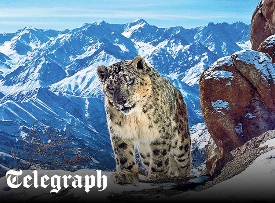 Snow-Leopard-Beyond-the-Myth.jpg
