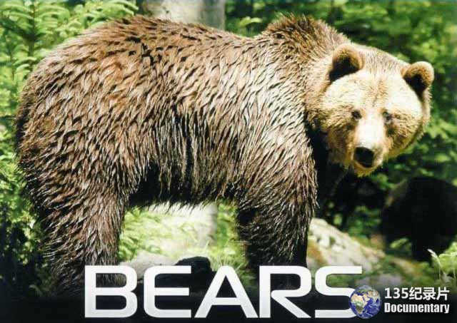 imax-bears1.jpg