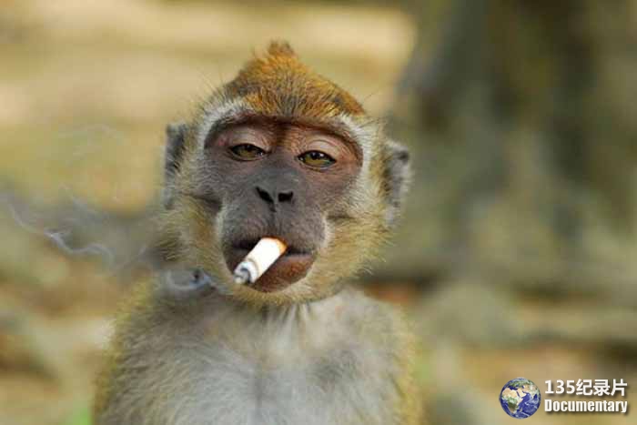 smoking-monkey.jpg