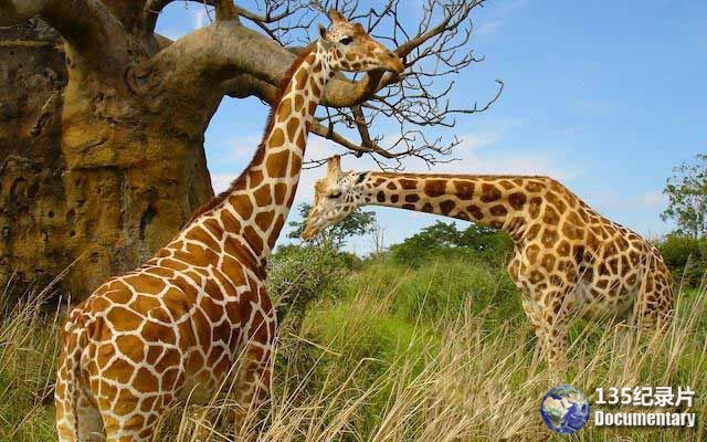 Giraffes3.jpg