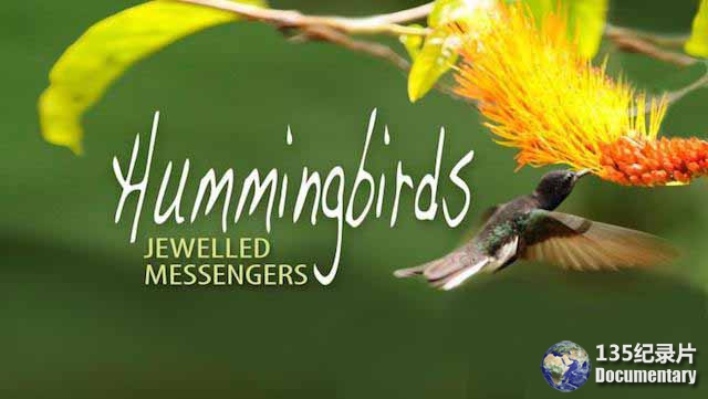Hummingbirds3.jpg