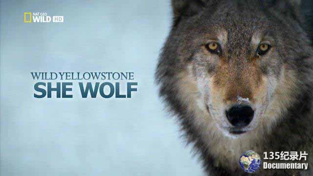 Wild-Yellowstone-She-Wolf.jpg