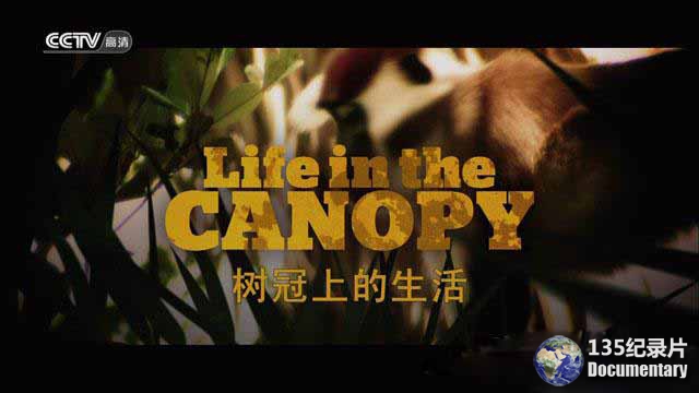 Life-in-the-Canopy.jpg