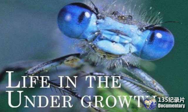 Life-in-the-Undergrowth02.jpg