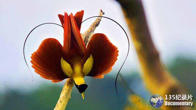 Birds-of-Paradise.jpg