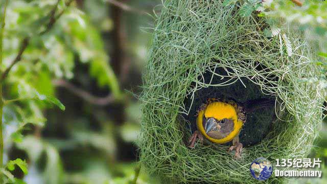 Wildlife-Architects06.jpg