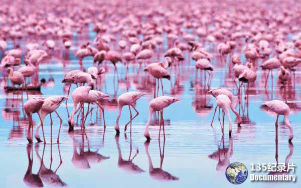 wpid-Flamingo-Wallpaper-60.jpg
