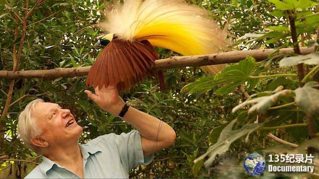 Attenborough-in-Paradise.jpg