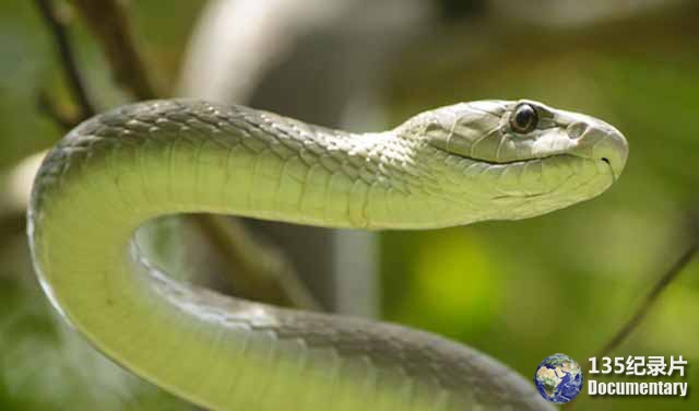Black-Mamba-Kiss-of-Death.jpg