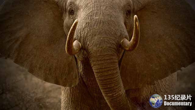 The-Ivory-Game1.jpg